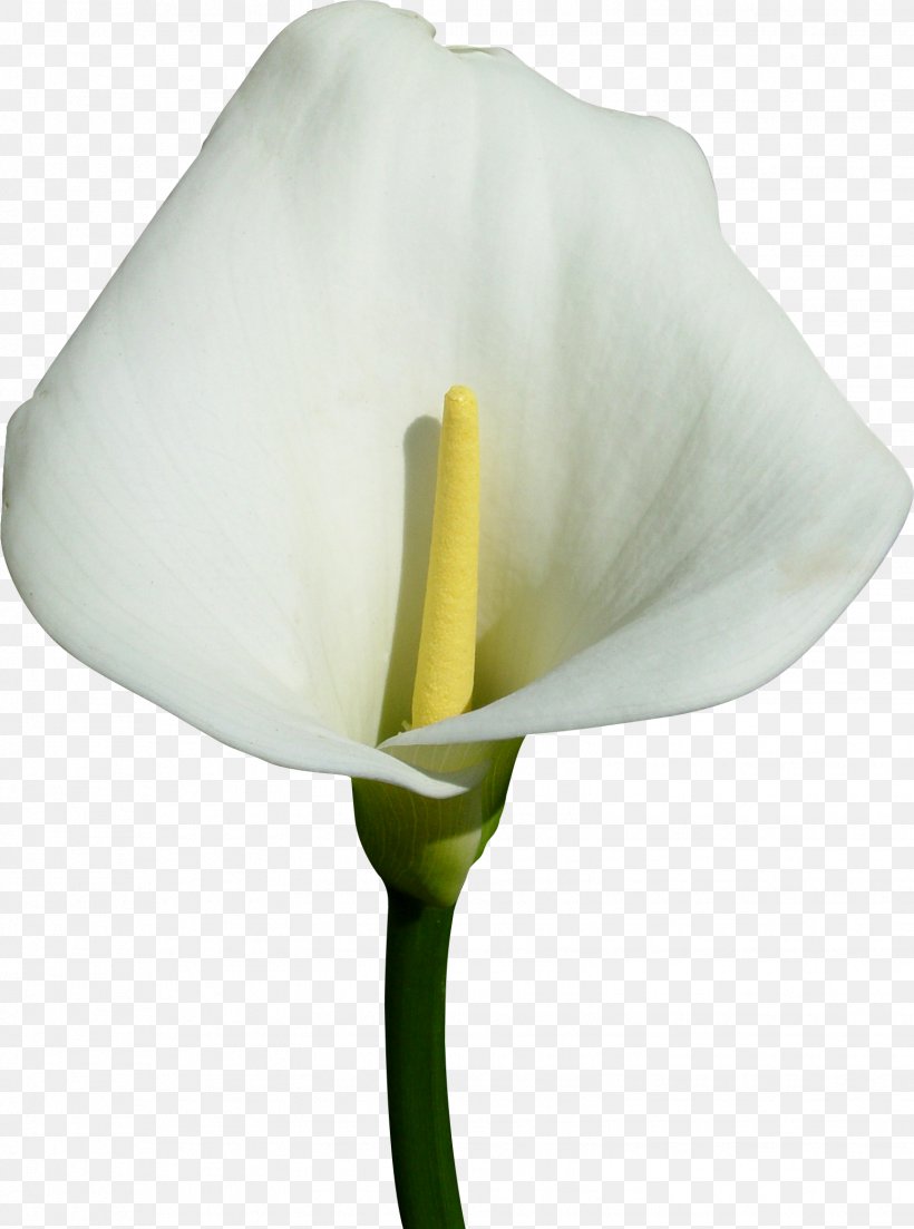 Flower Callalily Arum Lilies Raster Graphics, PNG, 1549x2084px, Flower, Alismatales, Arum, Arum Lilies, Calas Download Free