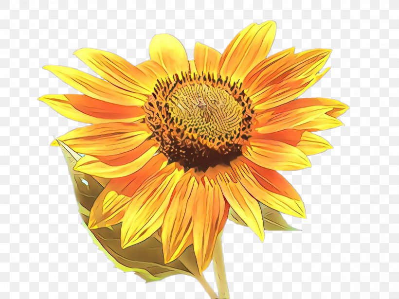 Flowers Background, PNG, 2307x1732px, Cartoon, Annual Plant, Asterales, Blanket Flowers, Common Sunflower Download Free