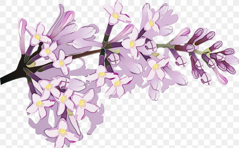 Lavender, PNG, 1595x992px, Watercolor, Blossom, Branch, Cut Flowers, Flower Download Free