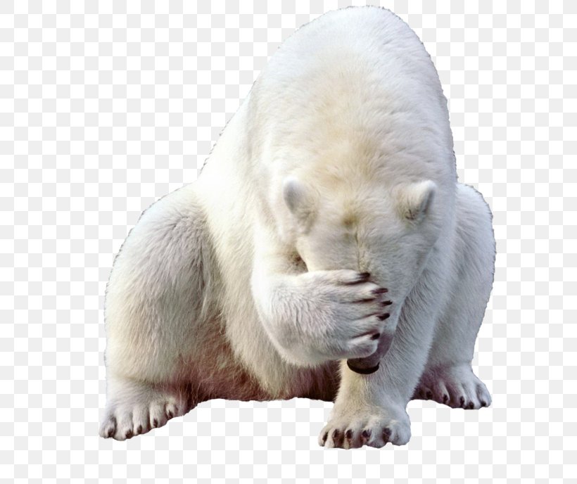 Polar Bear Giant Panda Brown Bear, PNG, 650x688px, Polar Bear, Animal, Baby Polar Bear, Bear, Brown Bear Download Free