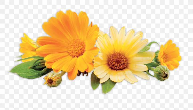 Stock Photography Royalty-free, PNG, 900x514px, Stock Photography, Annual Plant, Calendula, Calendula Officinalis, Chrysanths Download Free