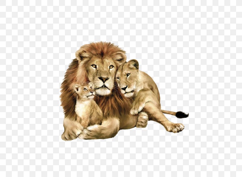 Baby Lions East African Lion Lion Family Book Tiger Felidae, PNG, 600x600px, Baby Lions, Asiatic Lion, Big Cats, Carnivoran, Cat Like Mammal Download Free