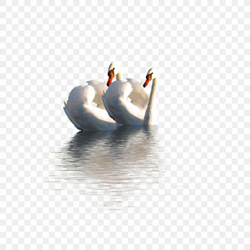 Duck Mute Swan Domestic Goose, PNG, 1501x1501px, Duck, Beak, Bird, Color, Cygnini Download Free