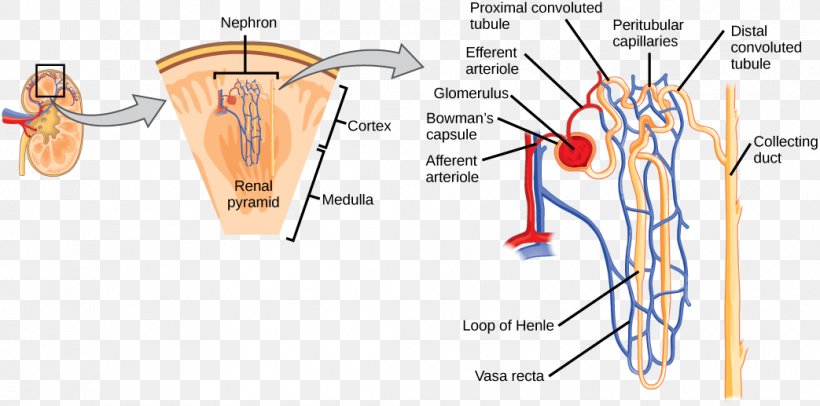 Nephron Kidney Glomerulus Renal Cortex Osmoregulation, PNG, 1043x517px, Watercolor, Cartoon, Flower, Frame, Heart Download Free