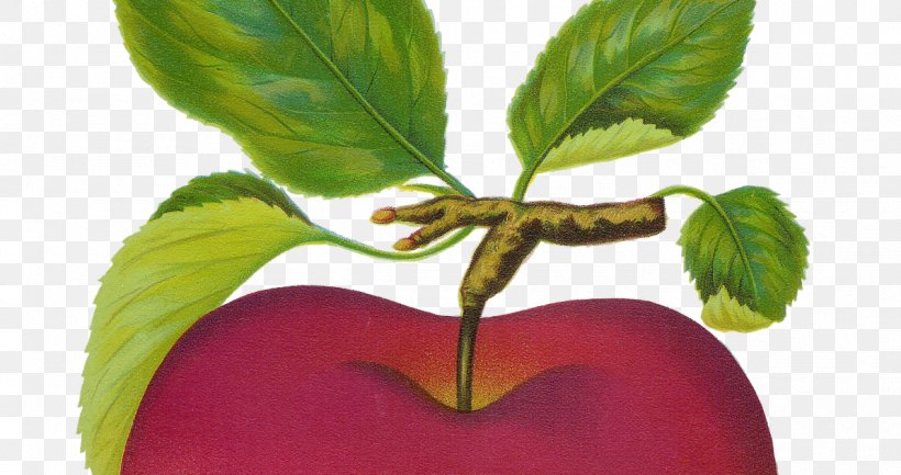 Apple Art Fruit Clip Art, PNG, 1193x630px, Apple, Art, Decoupage, Digital Image, Food Download Free