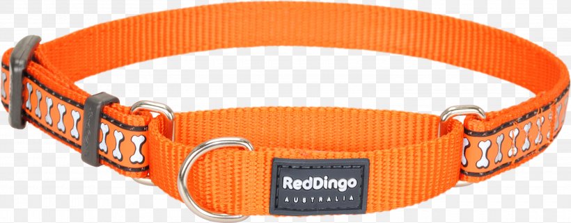 Dog Collar Dingo Cat, PNG, 3000x1176px, Dog, Bone, Cat, Clothing Accessories, Collar Download Free
