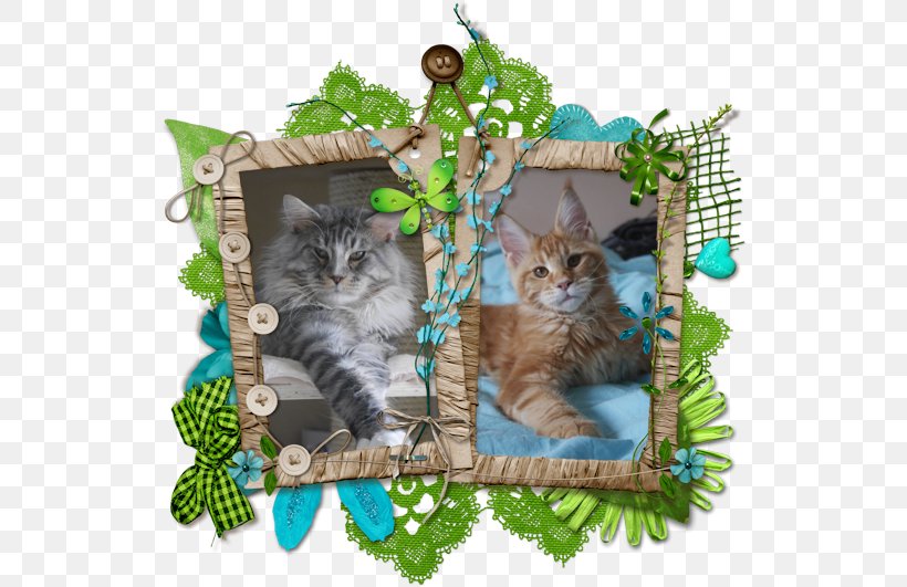 Picture Frames Photography Collage, PNG, 530x531px, Picture Frames, Branch, Carnivoran, Cat, Cat Like Mammal Download Free