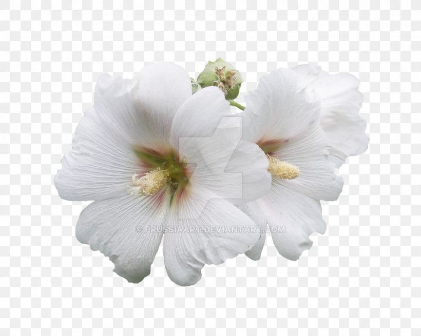 Flower Mallows Petal Snowy Owl ST.AU.150 MIN.V.UNC.NR AD, PNG, 1024x819px, Flower, Alcea Rosea, Apple, Blossom, Cherry Blossom Download Free