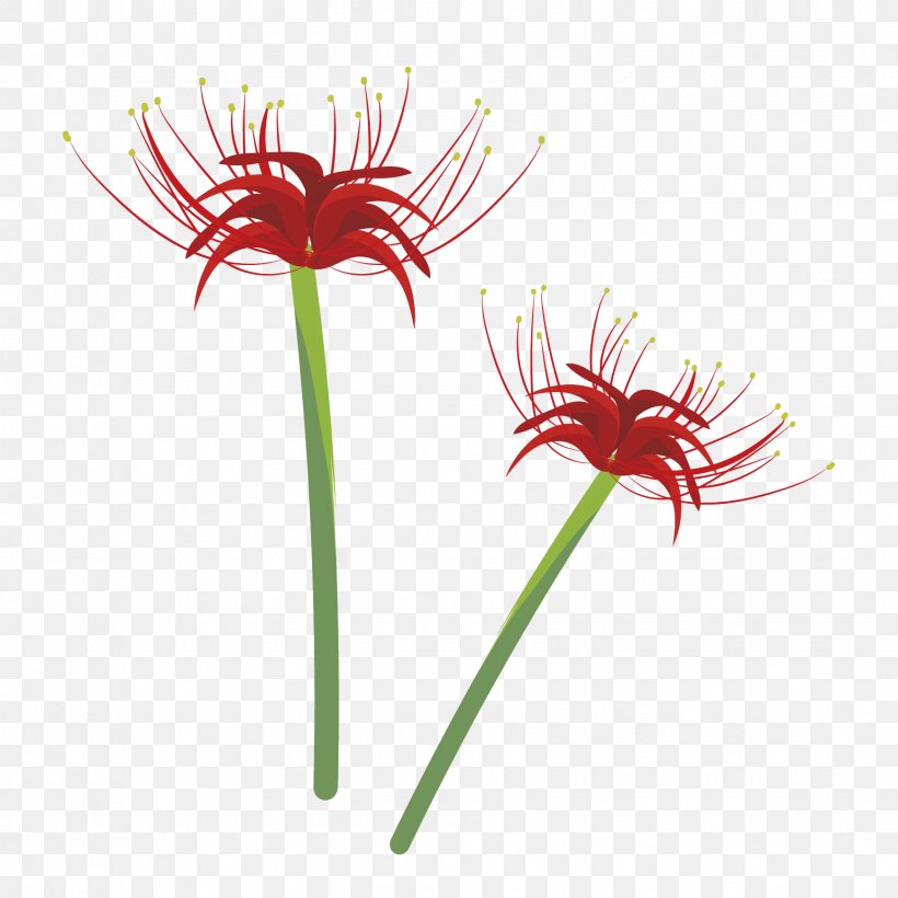 Illustrator Illustration Red Spider Lily Design Transvaal Daisy, PNG, 1738x1738px, Illustrator, Daisy Family, Flora, Flower, Flowering Plant Download Free