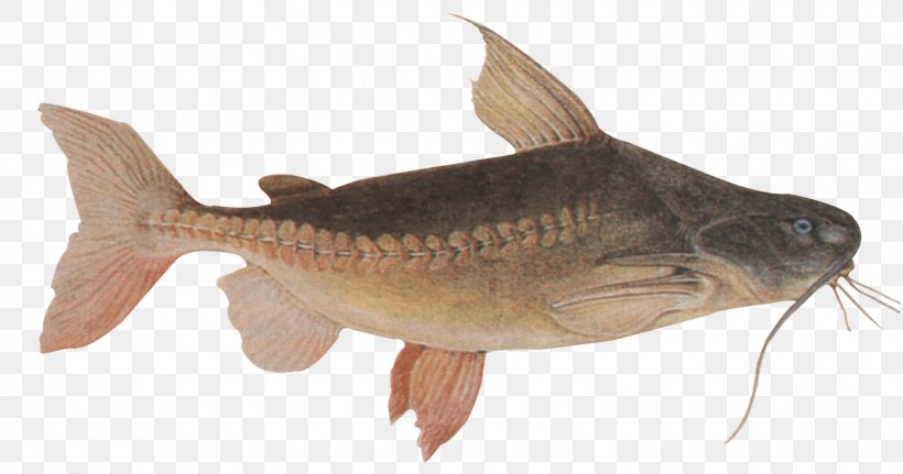 Pterodoras Granulosus Tiger Shovelnose Catfish Species, PNG, 1600x841px, Catfish, Animal, Animal Source Foods, Bass, Bony Fish Download Free