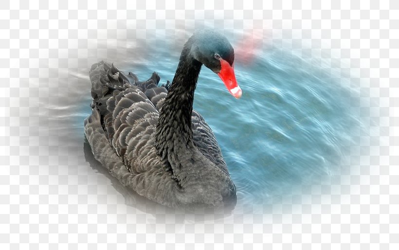 Water Bird Black Swan Feather White Swan, PNG, 800x514px, Bird, Anatidae, Animal, Beak, Black Download Free