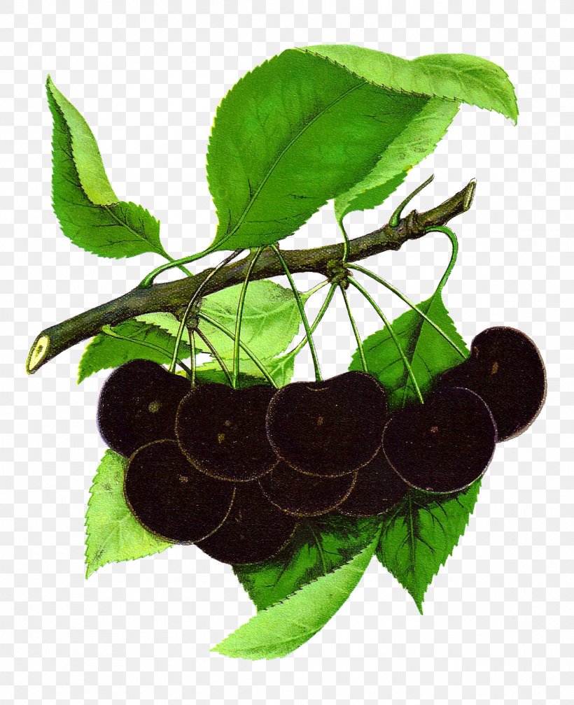 Black Cherry Fruit Clip Art, PNG, 1164x1431px, Cherry, Art, Black Cherry, Branch, Chokeberry Download Free