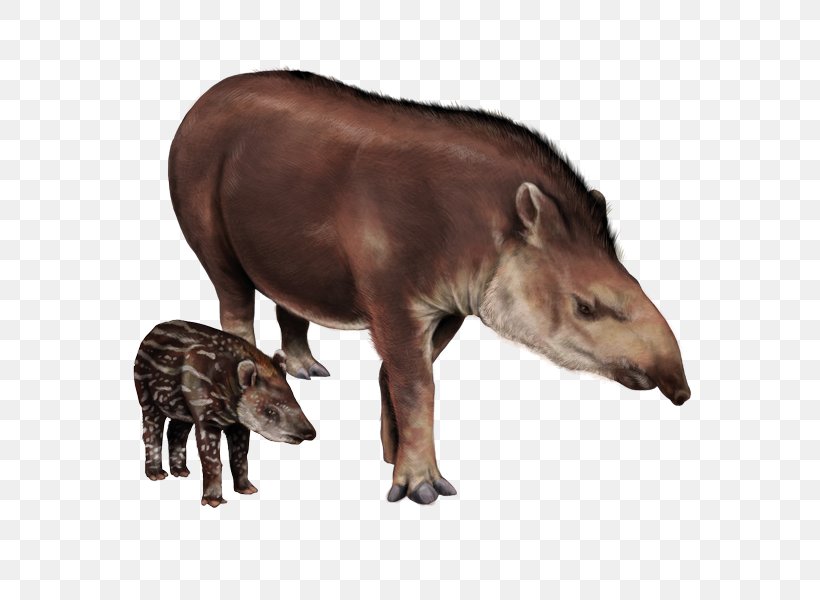 Tapir Snout Terrestrial Animal Wildlife, PNG, 600x600px, Tapir, Animal, Fauna, Mammal, Organism Download Free