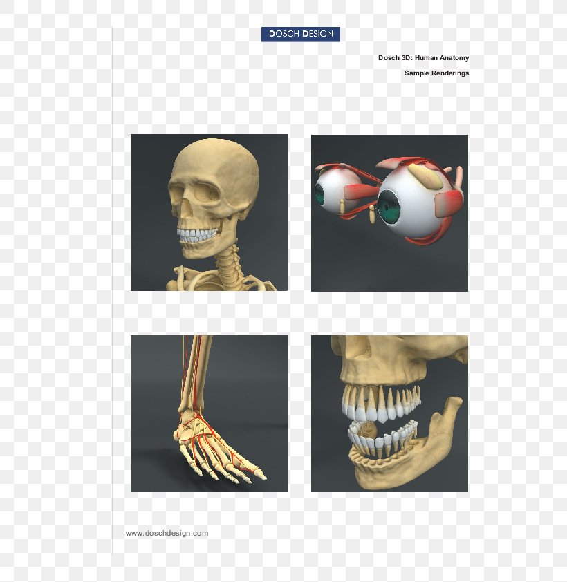 Human Anatomy Homo Sapiens Human Body Skeleton, PNG, 595x842px, Human Anatomy, Anatomy, Arm, Atlas Der Anatomie Des Menschen, Bone Download Free