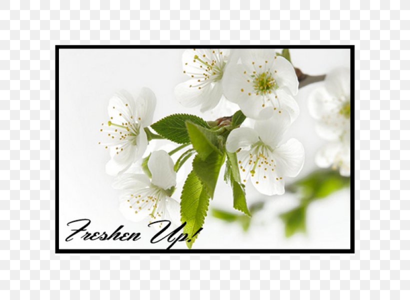 Morning Quotation, PNG, 600x600px, Morning, Blossom, Branch, Cherry Blossom, Flower Download Free