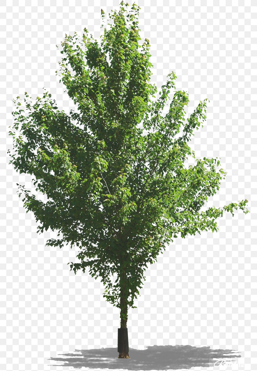 Tree Transparency And Translucency Clip Art, PNG, 775x1183px, Tree, Adobe Flash, Archive File, Branch, Depositfiles Download Free