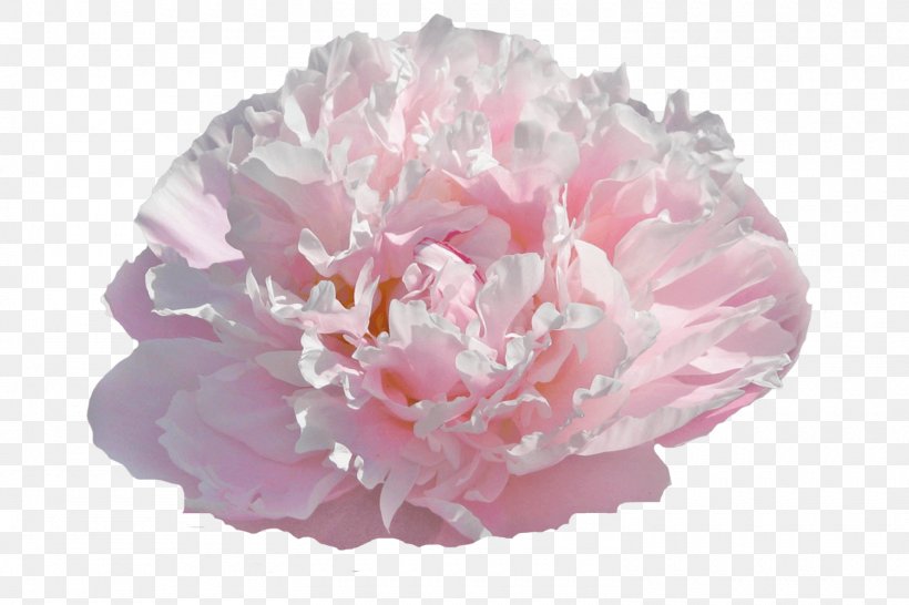 Chinese Peony Cut Flowers Gardening, PNG, 1500x1000px, Peony, Chinese Peony, Cut Flowers, Flower, Flowering Plant Download Free