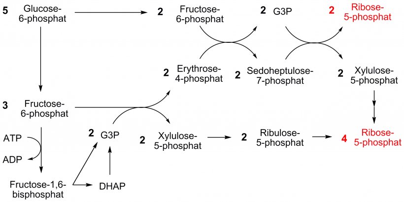 Pentose Phosphate Pathway Nicotinamide Adenine Dinucleotide Phosphate Oxidative Stress Ribose 5-phosphate Calvin Cycle, PNG, 2545x1274px, Watercolor, Cartoon, Flower, Frame, Heart Download Free