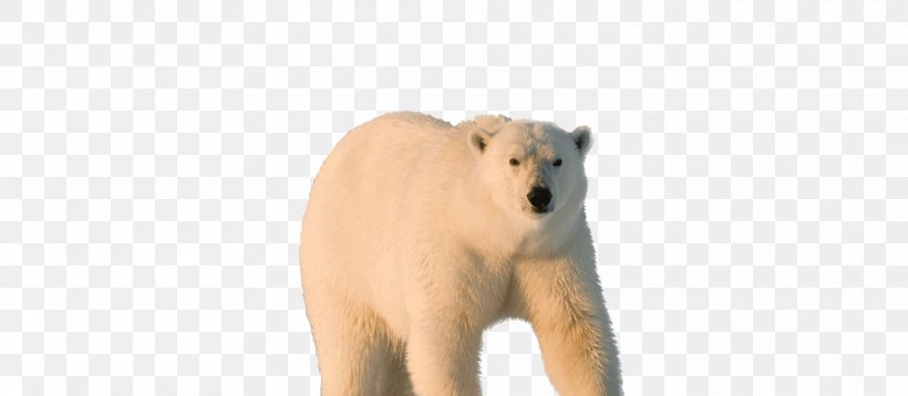 Polar Bear North Pole Carnivora Sea Ice, PNG, 1920x840px, Polar Bear, Animal, Animal Figure, Bear, Carnivora Download Free