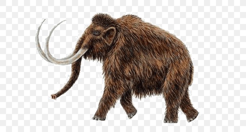 Woolly Mammoth Pygmy Mammoth African Bush Elephant Mammal Extinction, PNG, 660x440px, Woolly Mammoth, African Bush Elephant, African Elephant, Animal, Cloning Download Free