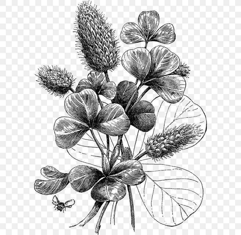 Botanical Illustration Black And White Printmaking Botany, PNG, 588x800px, Botanical Illustration, Art, Artwork, Black And White, Botany Download Free