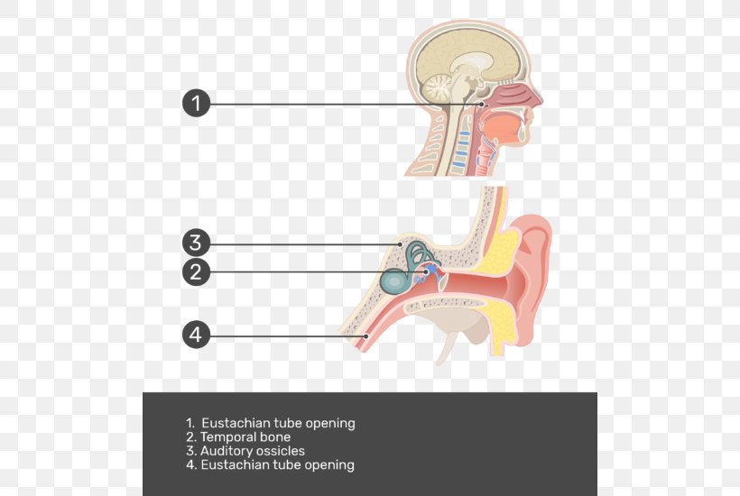 Eustachian Tube Middle Ear Pharynx Anatomy, PNG, 504x550px, Watercolor, Cartoon, Flower, Frame, Heart Download Free