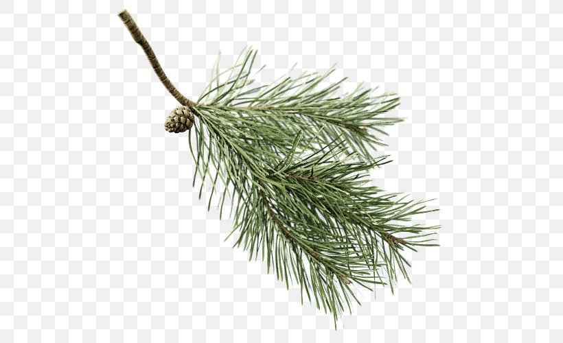 Fir Scots Pine Conifers Twig Branch, PNG, 500x500px, Fir, Branch, Christmas Ornament, Conifer, Conifer Cone Download Free