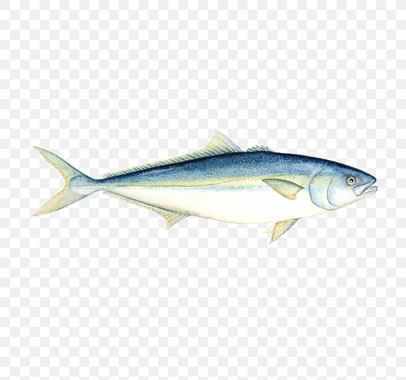 Fish Fish Albacore Fish Fin Oily Fish, PNG, 767x767px, Fish, Albacore Fish, Bonyfish, Fin, Fish Products Download Free
