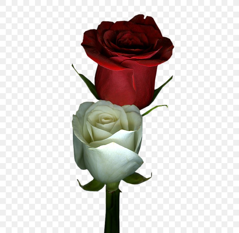 Garden Roses Cut Flowers Floral Design, PNG, 800x800px, Garden Roses, Artificial Flower, Blume, Bud, Cut Flowers Download Free