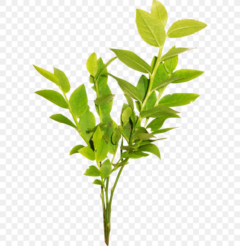 Green Tea Powder Extract Leaf, PNG, 600x838px, Tea, Branch, Epigallocatechin Gallate, Extract, Extraction Download Free