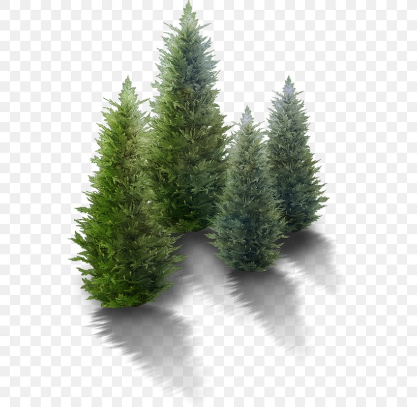 Clip Art Tree Image Vector Graphics, PNG, 558x800px, Tree, American Larch, Balsam Fir, Canadian Fir, Christmas Tree Download Free