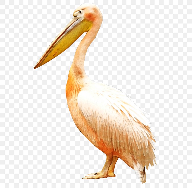Bird Pelican Clip Art, PNG, 565x800px, Bird, Beak, Fauna, Feather, Megabyte Download Free