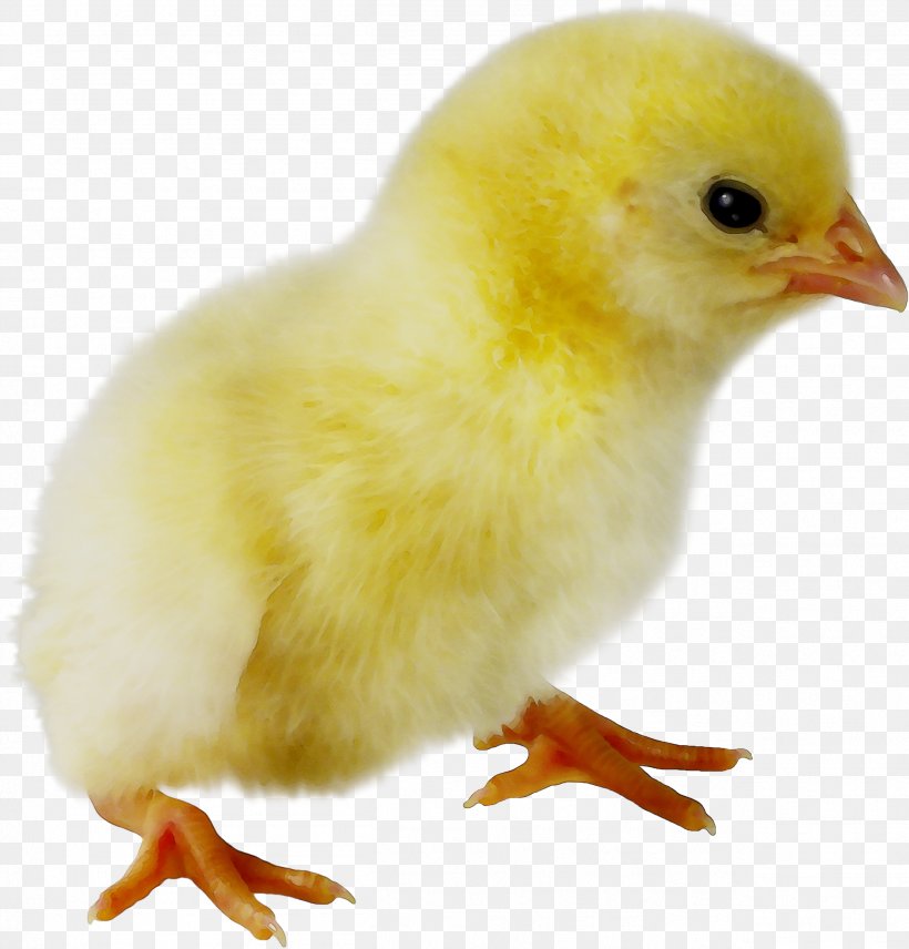 Chicken Bird Egg Beak Feather, PNG, 2518x2629px, Chicken, Atlantic Canary, Beak, Biology, Bird Download Free
