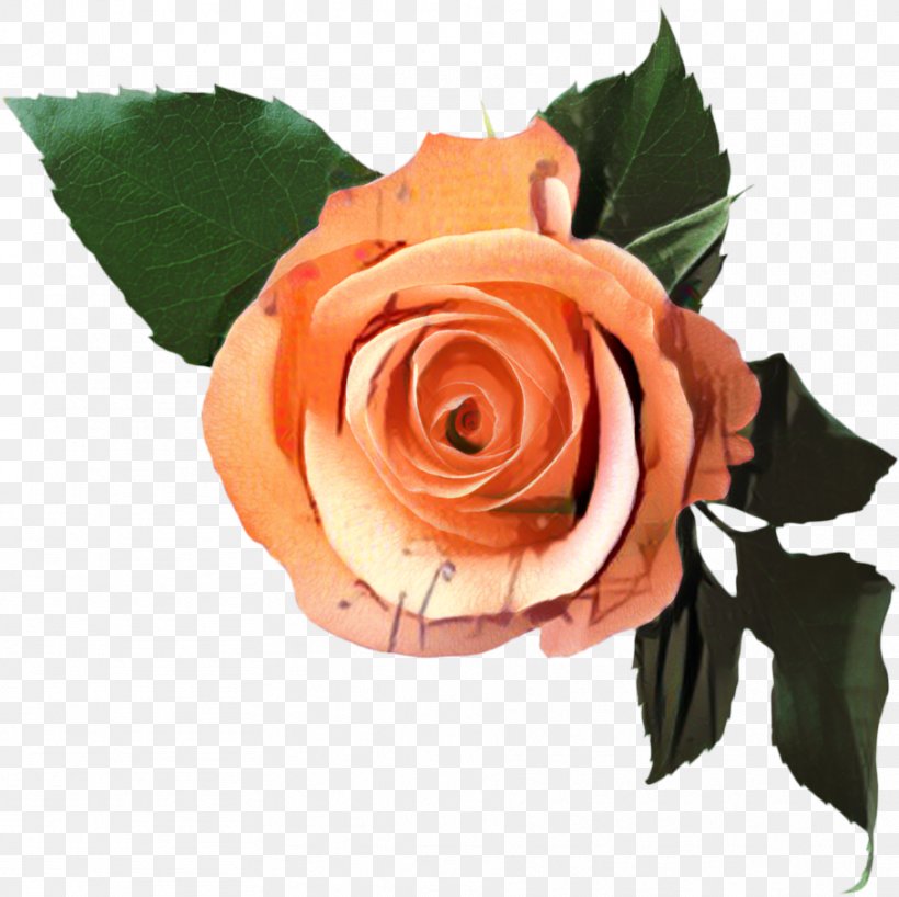 Garden Roses Flower Cabbage Rose Floribunda Van Eyck / Luc, PNG, 908x906px, Garden Roses, Art, Artificial Flower, Botany, Bouquet Download Free