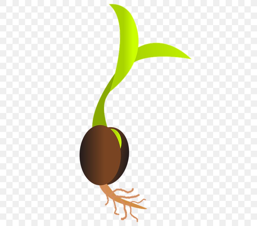 Germination Seed Sowing Sprouting Clip Art, PNG, 438x720px, Germination, Food, Fruit, Leaf, Logo Download Free