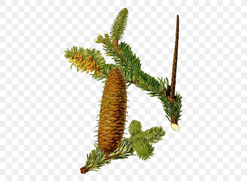 Abies Alba Plants Botany Pine Norway Spruce, PNG, 600x600px, Abies Alba, Botanical Illustration, Botany, Branch, Christmas Ornament Download Free