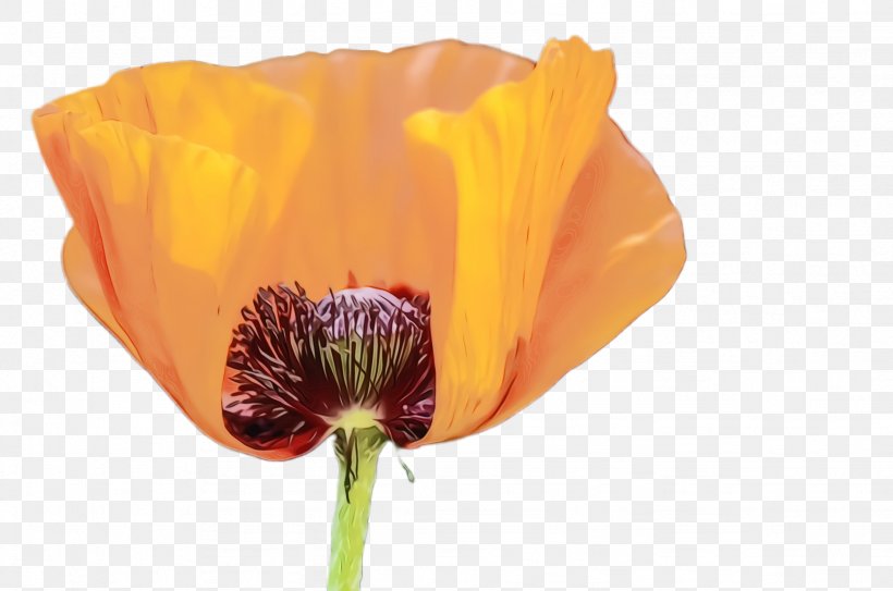 Blossom Background, PNG, 2456x1628px, Poppy Flower, Bloom, Blossom, Coquelicot, Corn Poppy Download Free