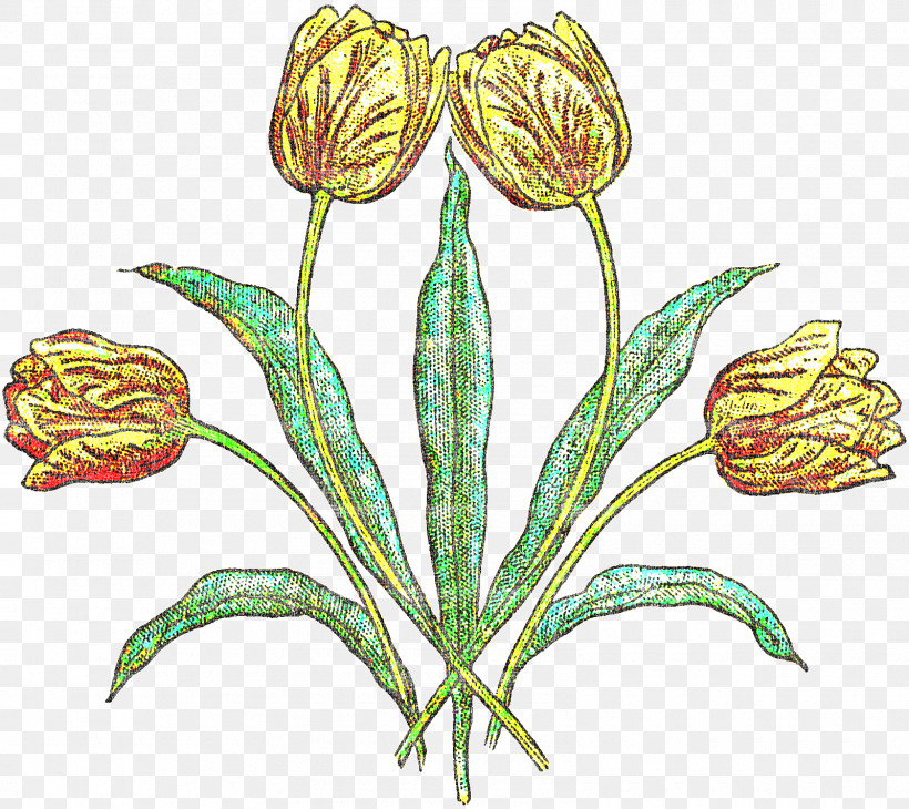 Flower Plant Tulip Pedicel Plant Stem, PNG, 1600x1426px, Flower, Anthurium, Lily Family, Pedicel, Plant Download Free