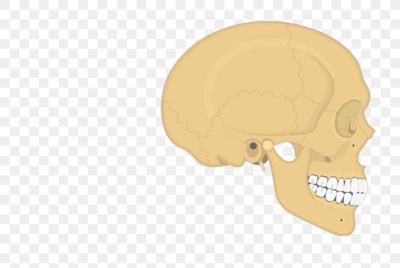 Skull Parietal Bone Occipital Bone Temporal Bone, PNG, 745x550px, Skull, Anatomy, Bone, Ear, Facial Skeleton Download Free