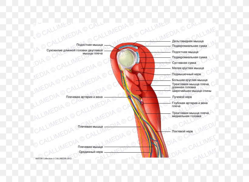 Thumb Shoulder Nerve Muscle Blood Vessel, PNG, 600x600px, Watercolor, Cartoon, Flower, Frame, Heart Download Free