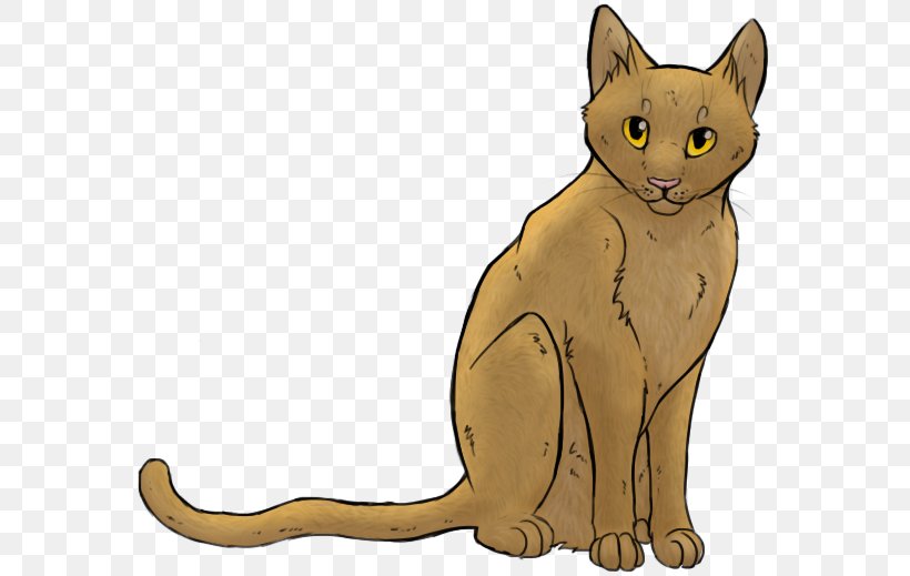 Korat Whiskers Wildcat Domestic Short-haired Cat Red Fox, PNG, 579x519px, Korat, Asian, Burmese, Canidae, Carnivoran Download Free