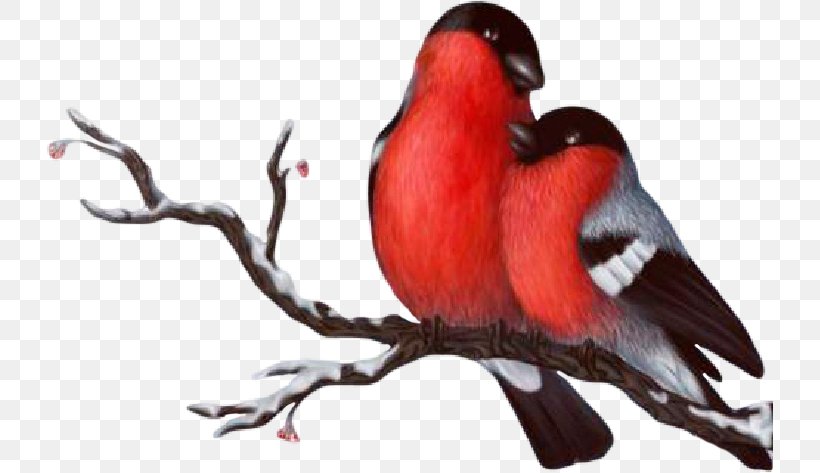Lark Bird Eurasian Bullfinch Clip Art, PNG, 727x473px, Lark, Beak, Bird, Cardinal, Drawing Download Free