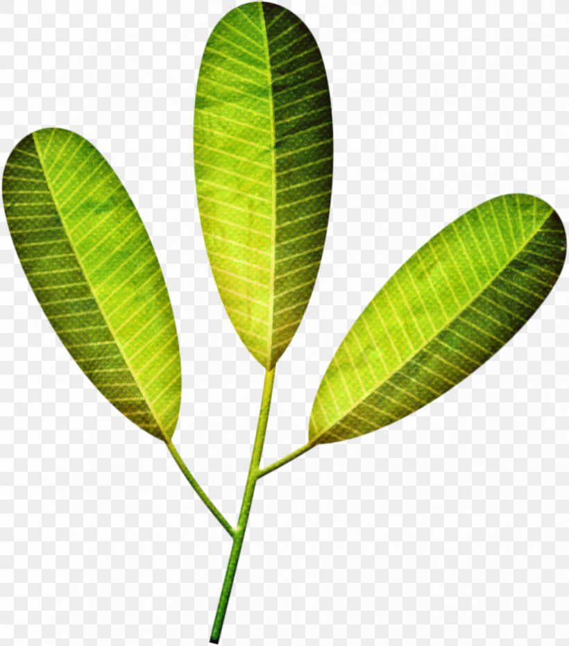 Drawing Leaf Photography Painting, PNG, 824x936px, Drawing, Animation, Coca, Flower, Flowering Plant Download Free