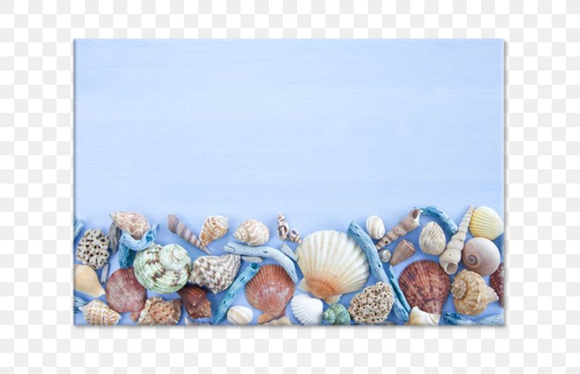Seashell Stock Photography Conchology, PNG, 750x530px, Seashell, Conchology, Material, Nail, Organism Download Free