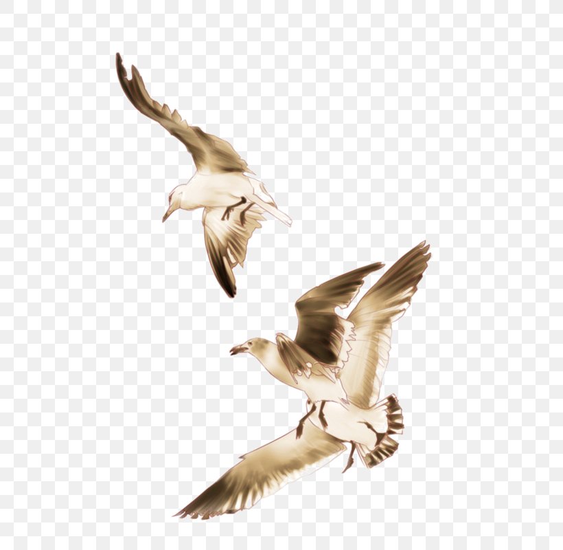 European Herring Gull Seabird Gulls, PNG, 584x800px, European Herring Gull, Beak, Bird, Bird Migration, Bird Of Prey Download Free