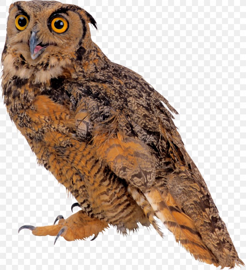 Great Grey Owl Bird Eurasian Eagle-owl, PNG, 1170x1280px, Great Grey Owl, Beak, Bird, Bird Of Prey, Collage Download Free