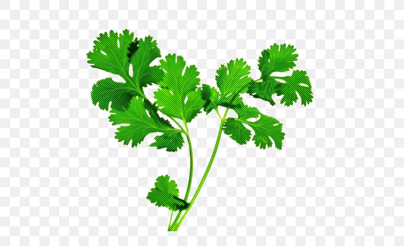 Parsley, PNG, 500x500px, Leaf, Chervil, Flower, Herb, Herbal Download Free