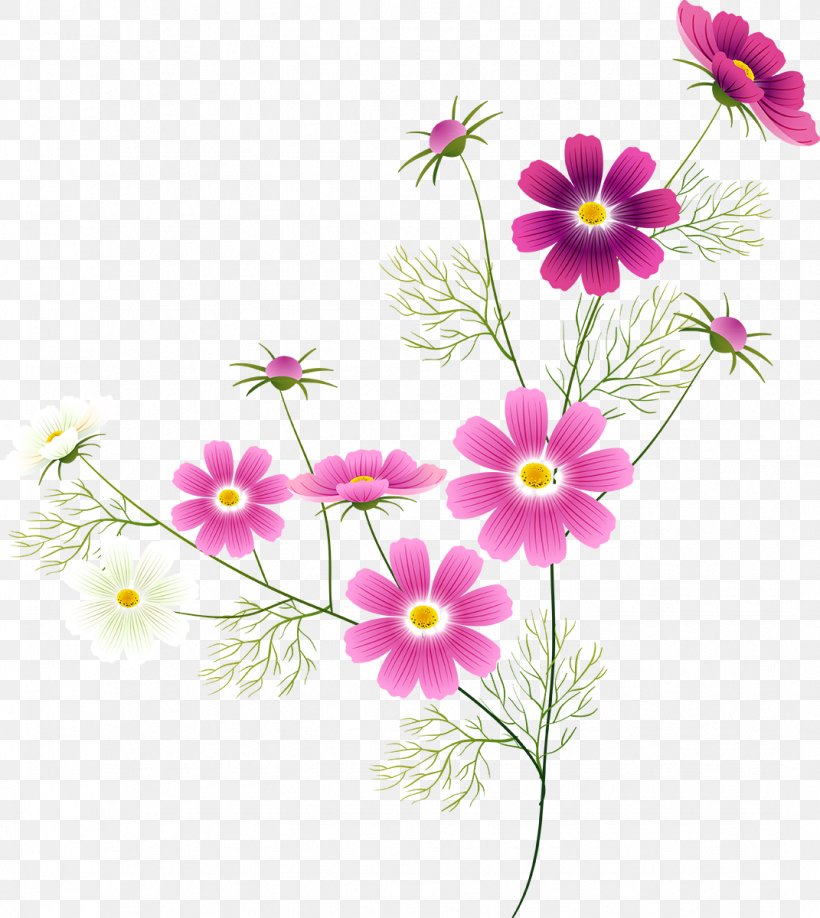 Clip Art Image Flower Openclipart, PNG, 1071x1200px, Flower, Annual Plant, Cosmos, Cut Flowers, Daisy Download Free