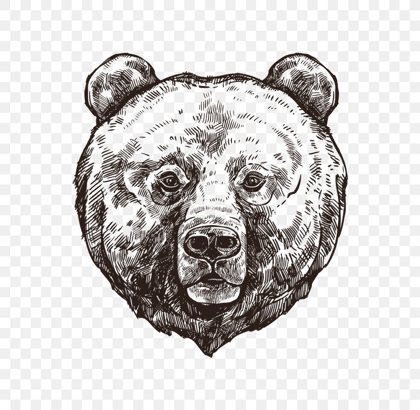 Grizzly Bear Polar Bear Sketch, PNG, 800x800px, Grizzly Bear, Bear, Black And White, Carnivoran, Drawing Download Free