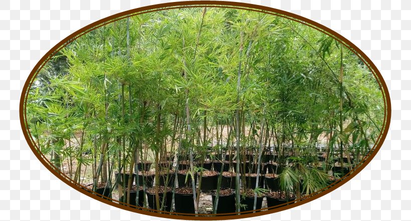 Melbourne Bamboo Winter Garden Plant Mossy Oak Fence Company, PNG, 743x442px, Melbourne, Bamboo, Central Florida, Fence, Florida Download Free
